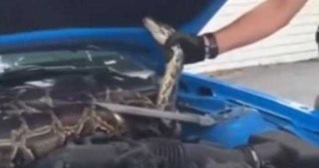 أمريكي يعثر على ثعبان ضخم داخل غطاء محرك السيارة
