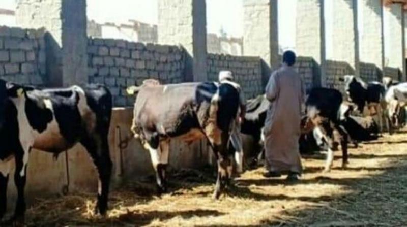 تحصين الماشية - أرشيفية