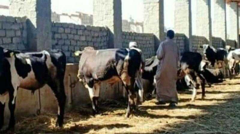 تحصين 19275 ألف رأس ماشية ضد الجلد العقدي وجدري الأغنام بالبحيرة