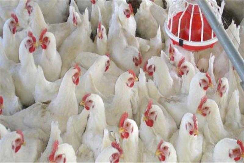 ”تجارة الجملة”: انخفاض سعر الفراخ.. وكرتونة البيض تسجل 58 جنيها