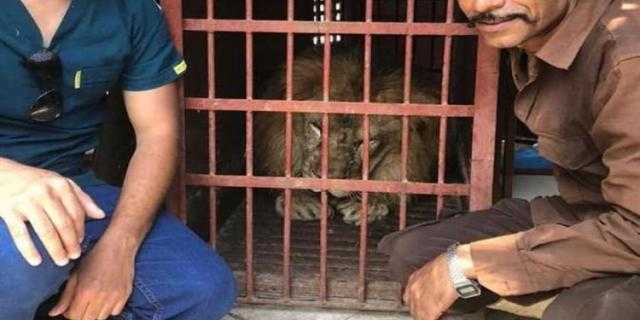 تفاصيل إجراء عملية جراحية في عين أسد فقد بصره بحديقة الحيوان.. فيديو