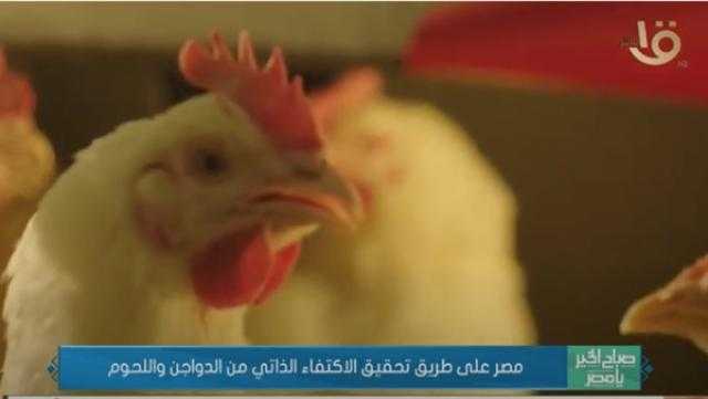 متحدث الزراعة: مصر حققت الاكتفاء الذاتي في الإنتاج الداجني