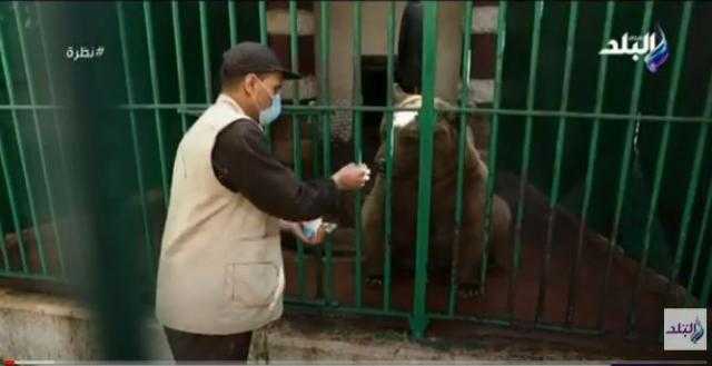 حارس الجبلاية: بليلة بالعسل الوجبة المفضلة للشمبانزي في حديقة الحيوانات.. فيديو