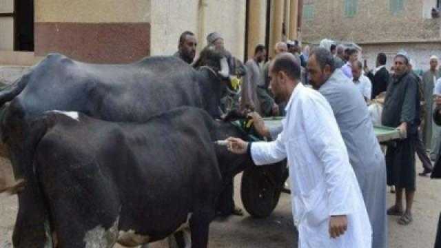 الزراعة: تحصين 5.9 مليون حيوان ضد الحمى القلاعية والوادي المتصدع