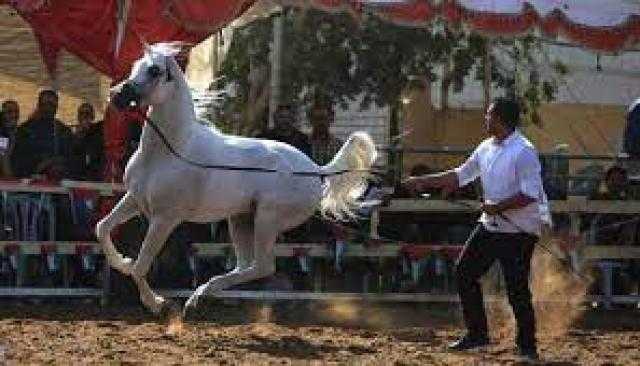 «الطب البيطري»: جميع سلالات الخيل الموجودة في أوروبا أصلها مصري