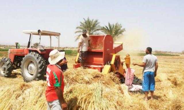 زراعة دمياط تستعد لموسم حصاد القمح بـ8 شون