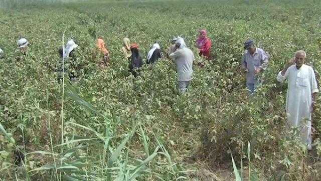 مستشار وزارة الزراعة يكشف تفاصيل مشروع مستقبل مصر