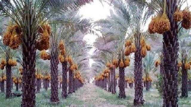 الزراعة: جميع أراضي الوادي الجديد تصلح لإنتاج النخيل