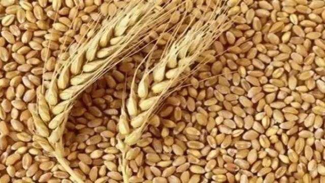 توريد 1490 طنا قمح لشون وصوامع الأقصر
