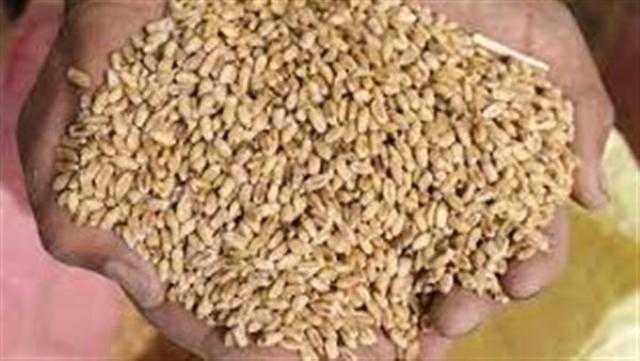 التموين: نتوقع استلام 4 مليون طن أخرى قمح خلال الموسم الحالي