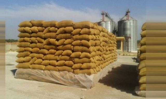 توريد 175 ألفا و950 طن قمح إلى شون وصوامع كفر الشيخ