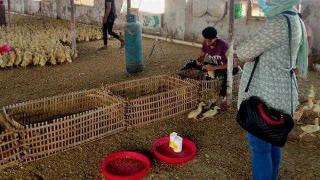 تحصين 67 ألف و662 طائر ضد إنفلونزا الطيور و183 ندوة إرشادية خلال مايو بالشرقية