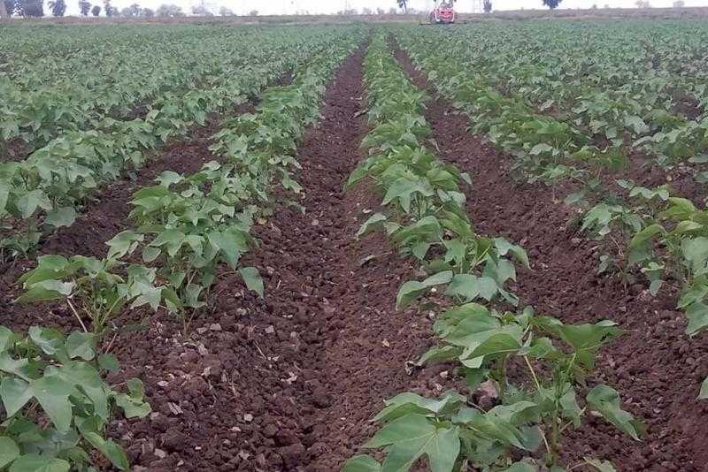 «زراعة كفر الشيخ» تنهي الحملة الشاملة لمكافحة الفئران بعد حصاد المحاصيل الصيفية