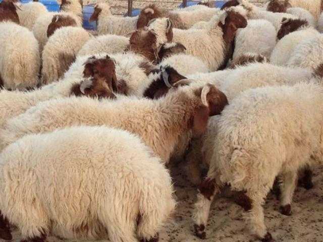 عشان مايضحكش عليك .. نقيب الفلاحين يكشف 10 شروط قبل شراء خروف العيد
