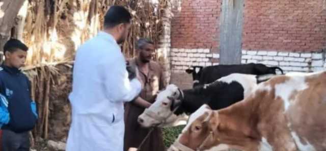 تحصين 116 ألفًا في الحملة القومية لتحصين الثروة الحيوانية ببني سويف