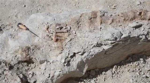 اكتشاف أجزاء من بقايا حوت منقرض منذ 37 مليون سنة