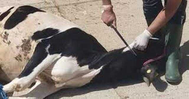 حكم الذبح عند شراء منزل أو سيارة جديدة؟ .. الإفتاء تجيب