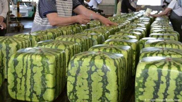 كيودو: البطيخ المربع للزينة وليس صالحا للأكل