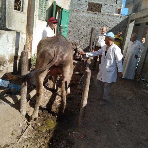 انطلاق حملة تطعيم الماشية ضد الحمى القلاعية والوادي المتصدع بالإسكندرية.. السبت