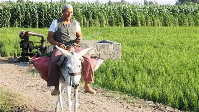 «الزراعة»: تطبيقات تعتمد على الذكاء الاصطناعي قريبا لتقديم الإرشادات للفلاح