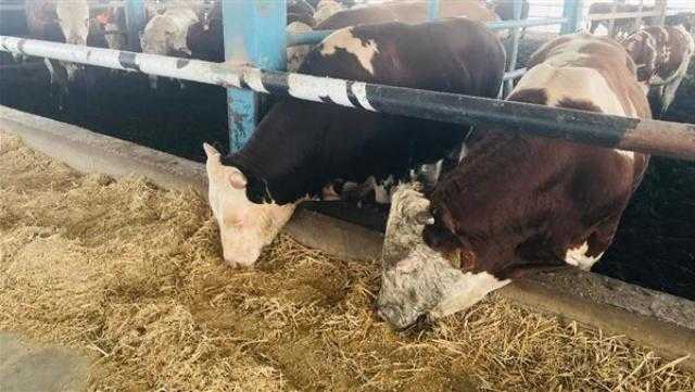 الإفتاء: يجوز الاشتراك في الأضحية ولكن بشروط