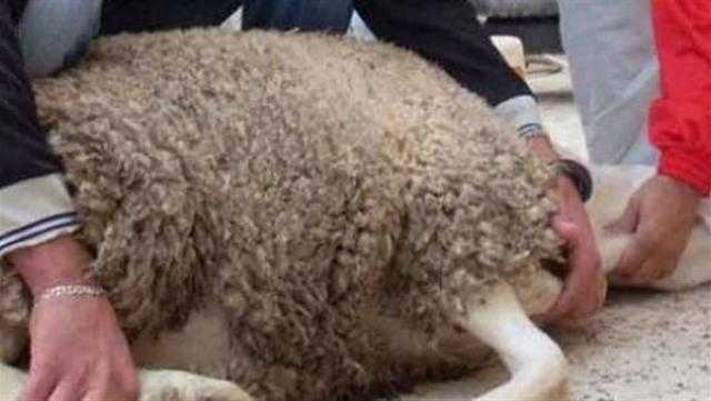 ما حكم ذبح شاة الأضحية قبل العيد؟ |الإفتاء تُجيب