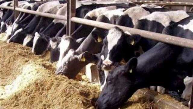 ذبح 900 رأس ماشية بالمجان في مجازر كفر الشيخ