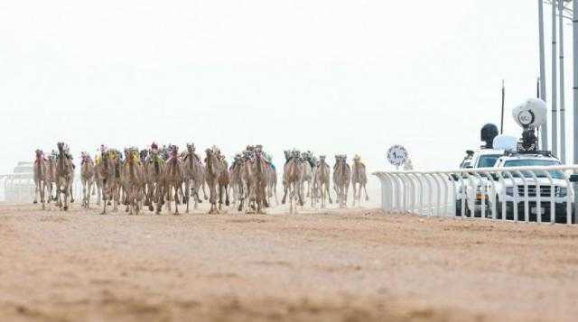 اليوم.. انطلاق مهرجان ولي العهد للهجن بالطائف