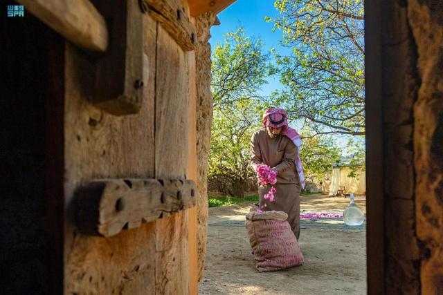 رحلات سياحية لمزارع إنتاج الورد في ”صيف السعودية”