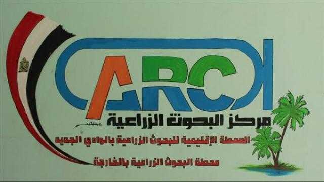 نجاح تجربة الأرز الجاف في الوادي الجديد