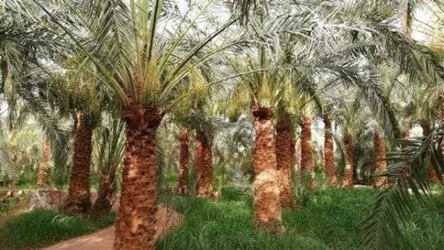 4660 فدانًا لمشروع «وقف النخيل» بـ3 مراكز في الوادي الجديد