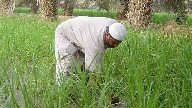 الزراعة: الفلاح على رأس أولويات الدولة