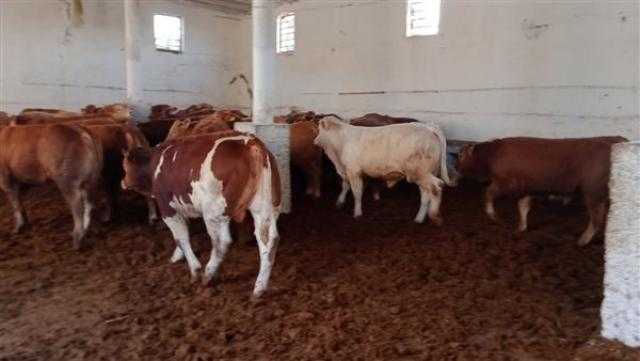 الغربية تستقبل 1200 عجل بقري مستورد في الحجر البيطري