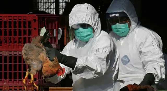 الدنمارك ..تفشي إنفلونزا الطيور في مزرعة للديوك الرومية وسط البلاد