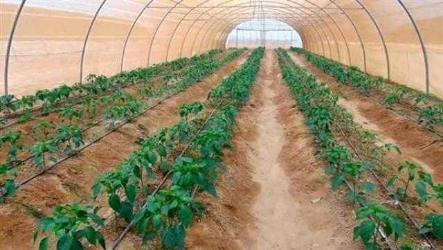 «التنمية الشاملة» تكشف ثمار النتائج الإيجابية لـ«وادي حوضين» وزراعة نبات الساليكونيا