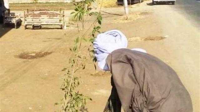زراعة أكثر من 22 ألف شجرة بمراكز ومدن سوهاج خلال 20 يوما