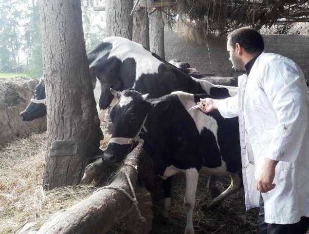 تحصين 280 ألف رأس ماشية ضد الحمى القلاعية بالشرقية