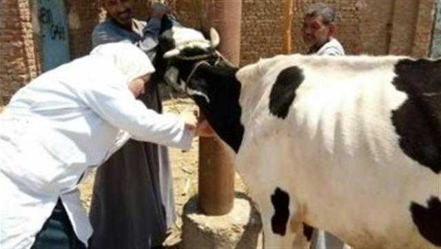 علاج وفحص 3787 رأس ماشية مجانًا لصغار المربين في «البحيرة»