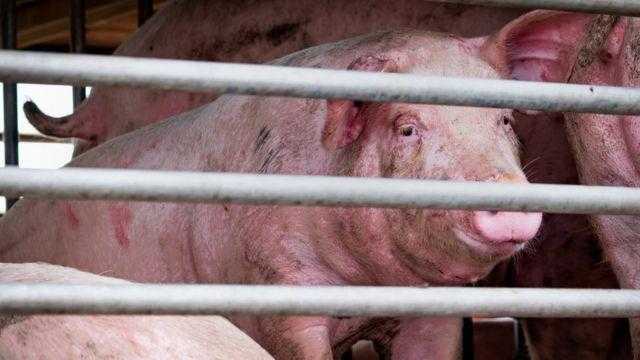 إيطاليا تفرض حظرا لمدة 6 أشهر على جمع الفطر بعد تفش حمى الخنازير