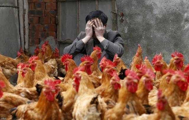 كوريا الجنوبية تبدأ في ذبح أكثر من 427 ألف دجاجة بسبب انفلونزا الطيور