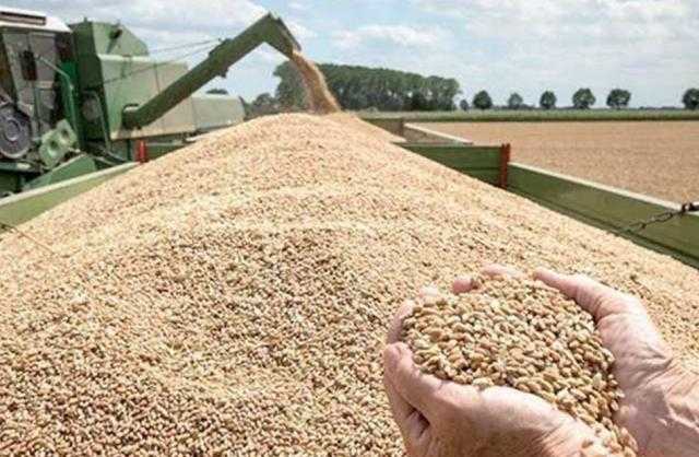 12 مليار جنيه مخصصات إضافية لشراء القمح بعد ارتفاع الأسعار العالمية