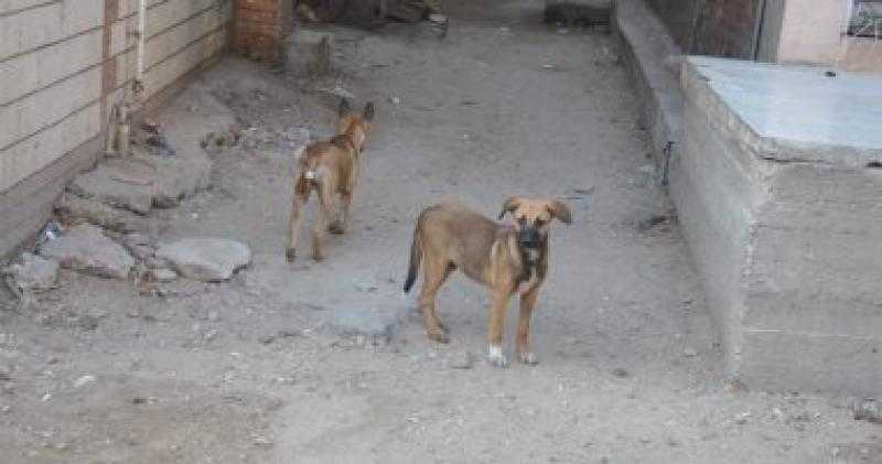 كلب يعقر 4 أشخاص بمركز دار السلام في سوهاج