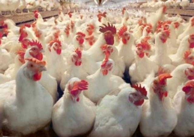 فرنسا تحظر القتل الجماعي لذكور الفراخ نهاية العام الجاري