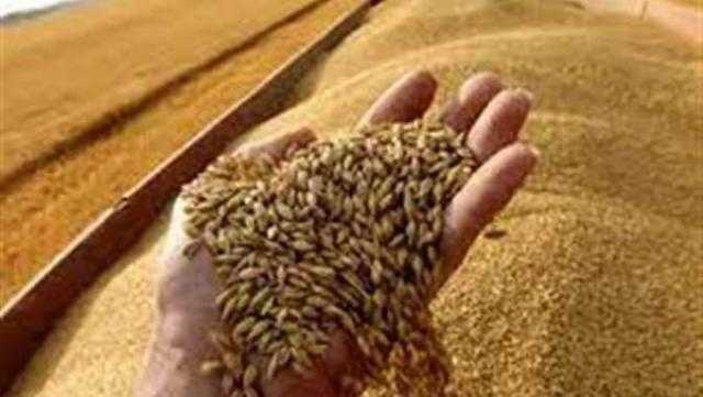 محافظ الأقصر يطالب بتوريد الأقماح بحد أدنى 12 أردبا عن كل فدان