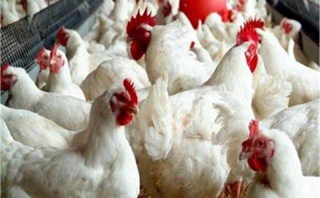 أسعار الدواجن اليوم الثلاثاء