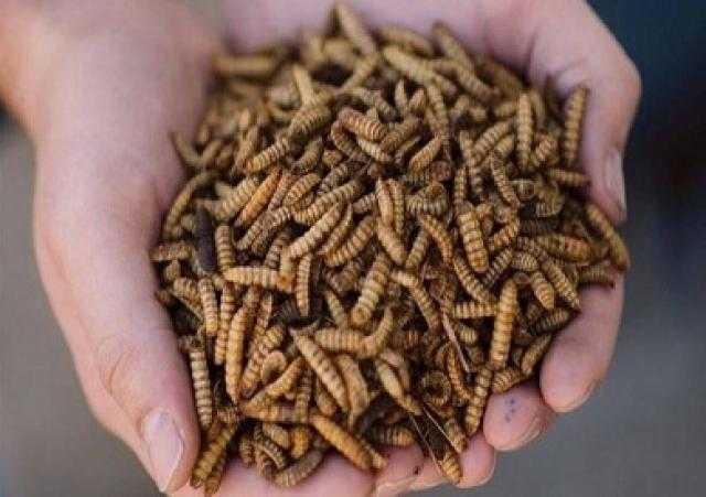 ماليزيا تستخدم يرقات ذبابة الجندي الأسود لمعالجة النفايات العضوية