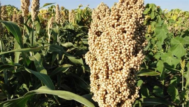 الأمم المتحدة تعتمد قرارًا باعتبار 2023 السنة الدولية للذرة الرفيعة لمحاربة الجوع