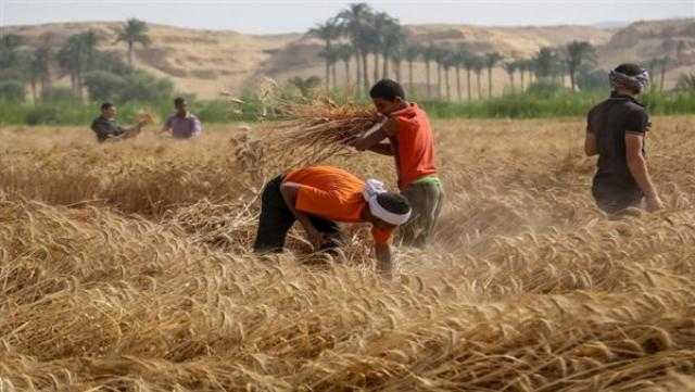 «الزراعة» تطلق حملة مكافحة القوارض لحماية القمح