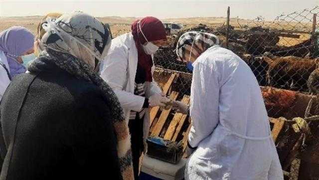 تحصين 524 ألف و871 رأس ماشية ضد الحمى القلاعية والوادي المتصدع في الشرقية