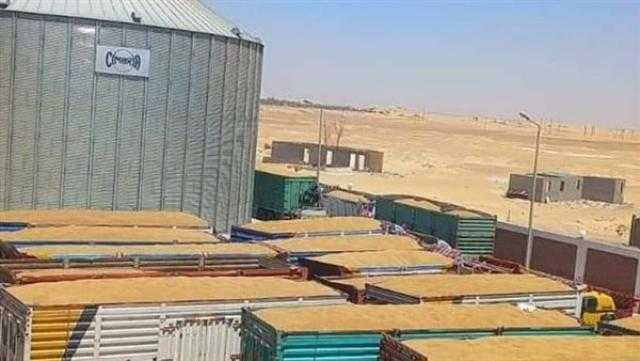 محافظ الوادي الجديد: توريد 111.5 ألف طن من محصول القمح